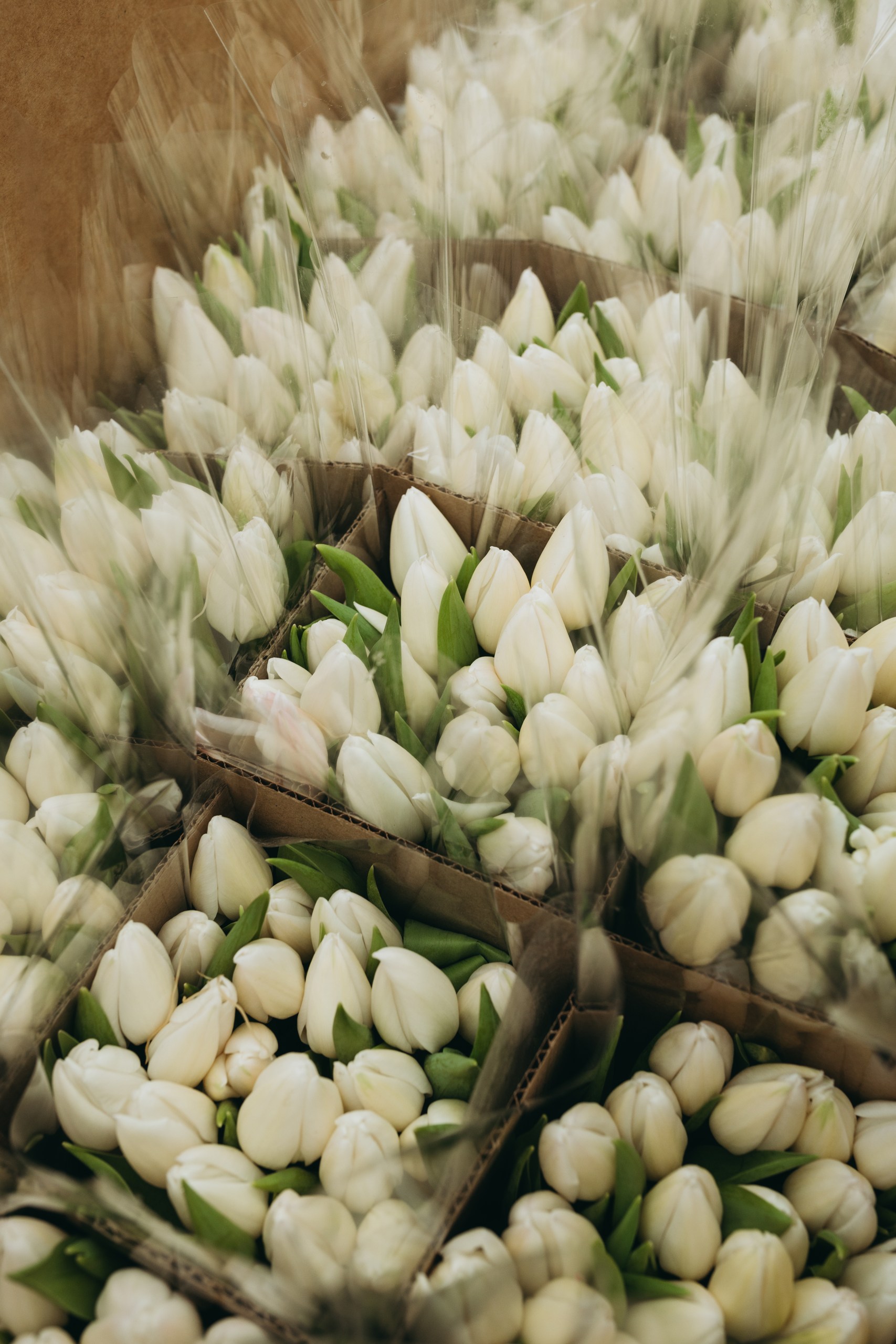 photo-tulips-web-my-tulip-ru (1)