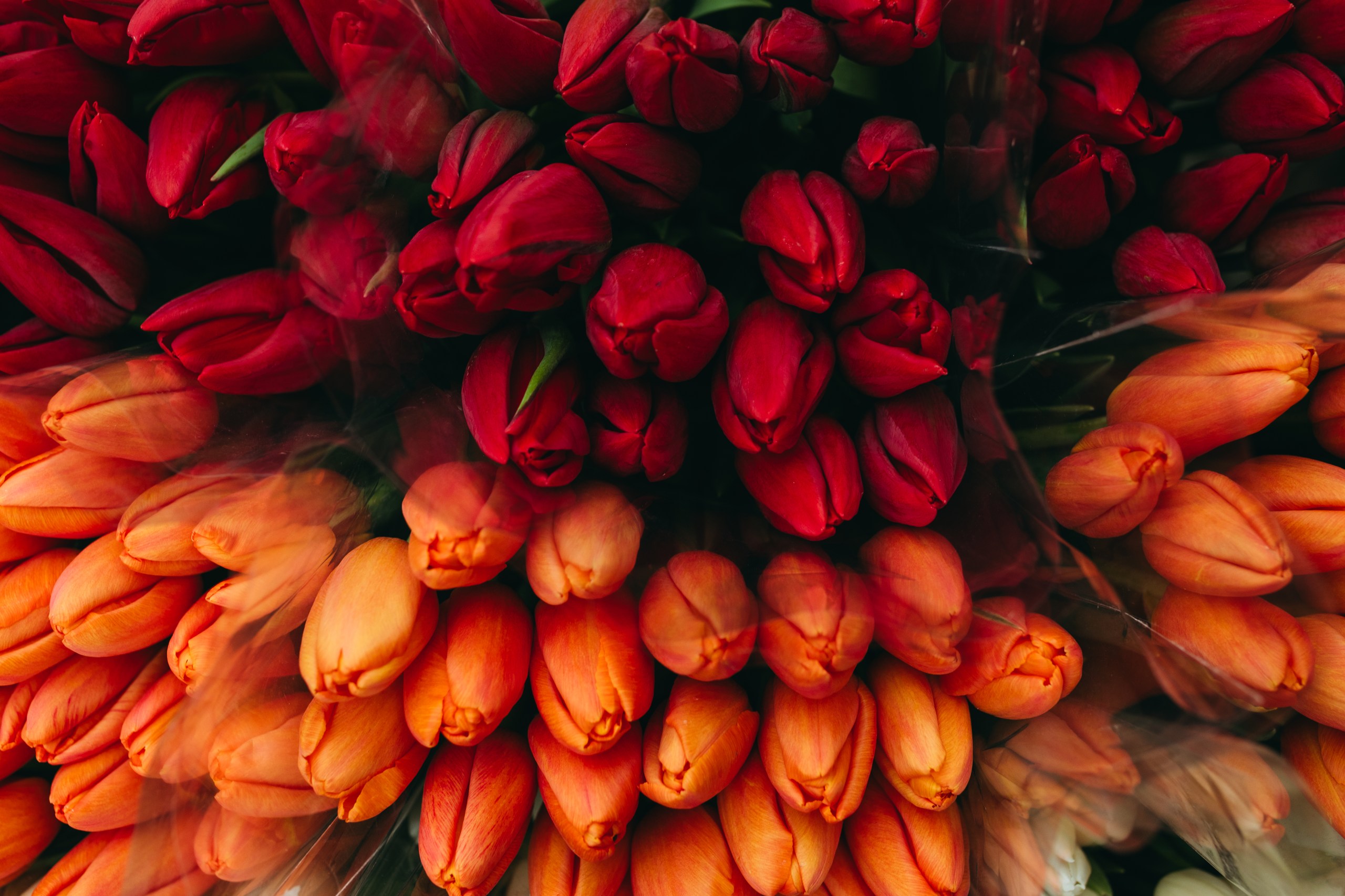 photo-tulips-web-my-tulip-ru (14)