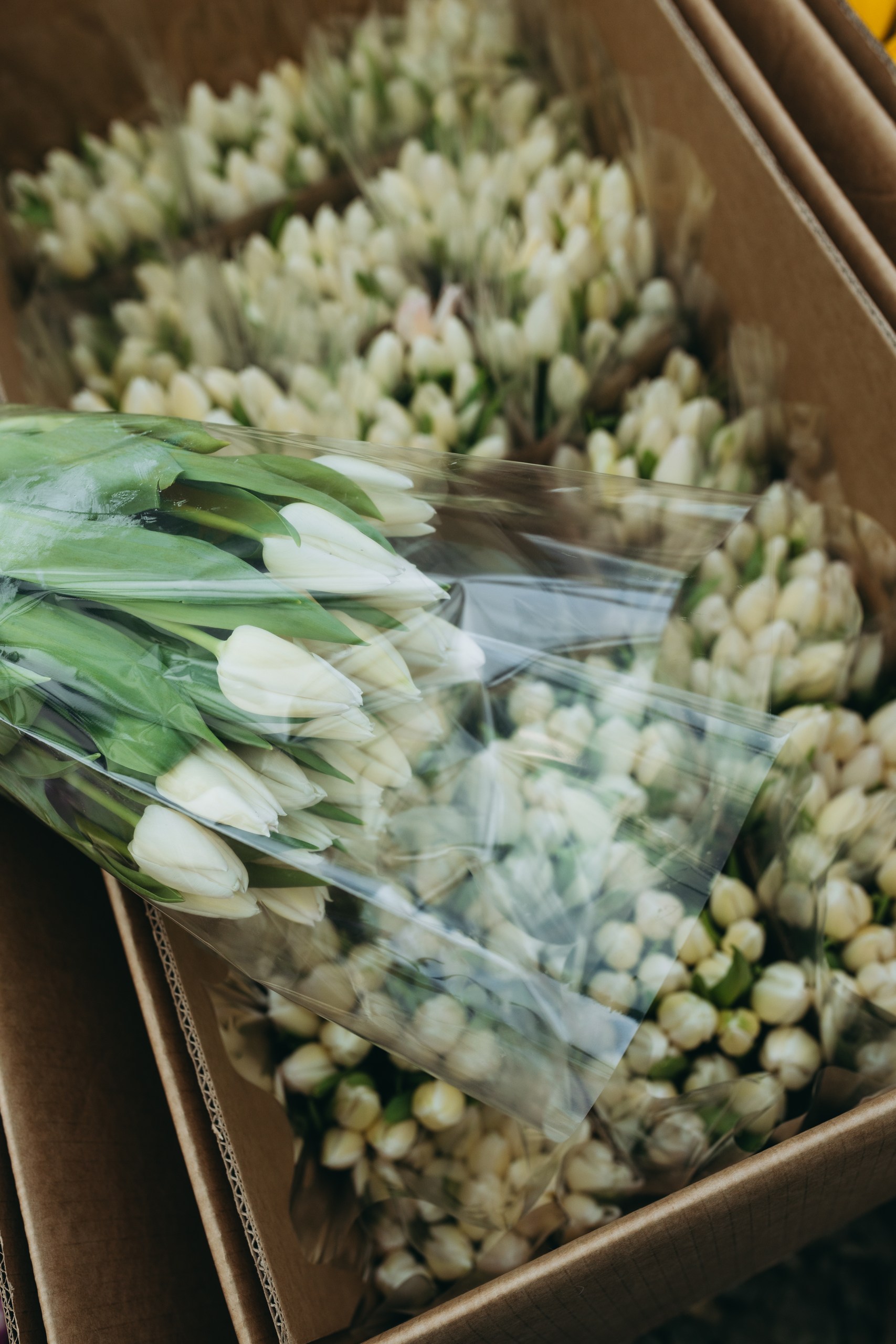 photo-tulips-web-my-tulip-ru (17)