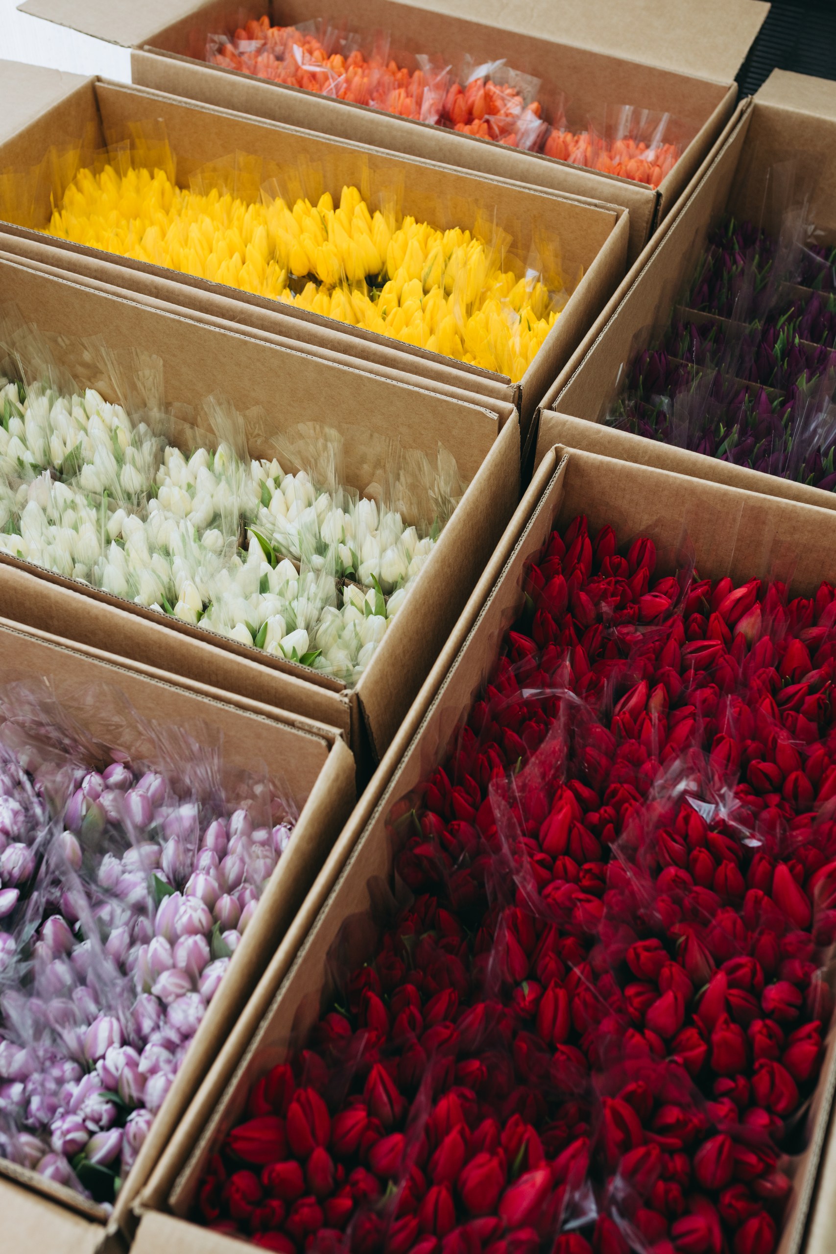 photo-tulips-web-my-tulip-ru (18)
