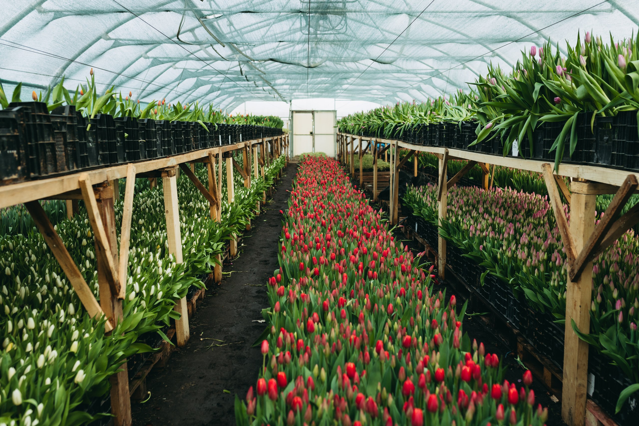 photo-tulips-web-my-tulip-ru (23)