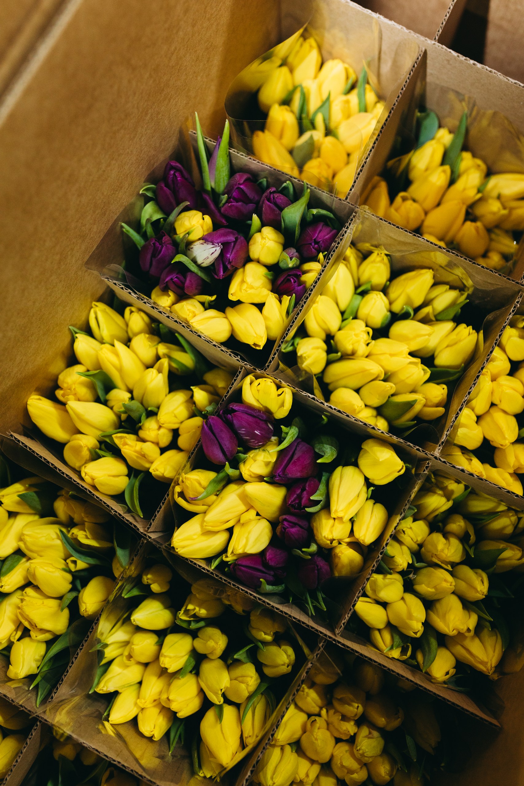 photo-tulips-web-my-tulip-ru (34)