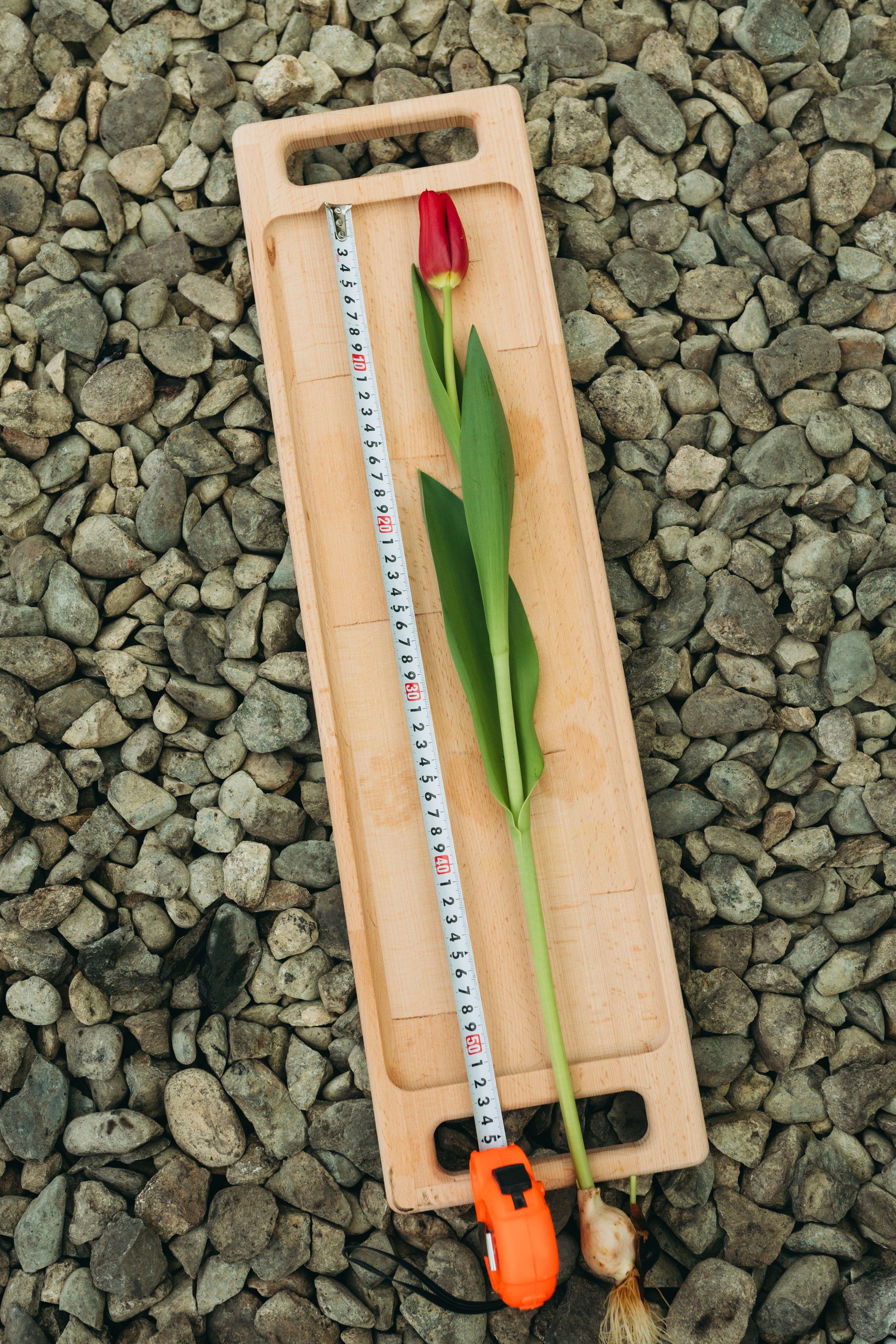 photo-tulips-web-my-tulip-ru (39)
