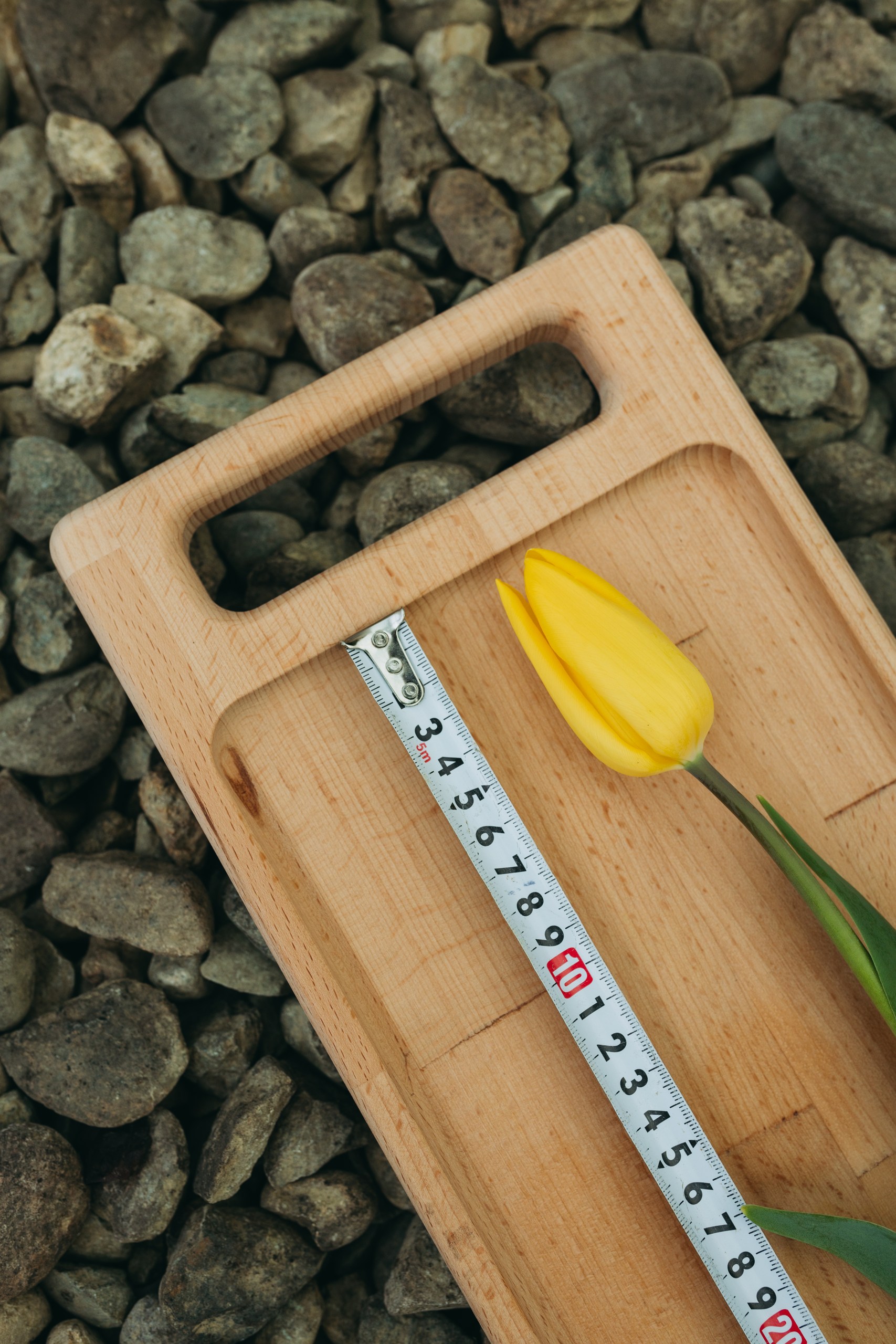 photo-tulips-web-my-tulip-ru (42)
