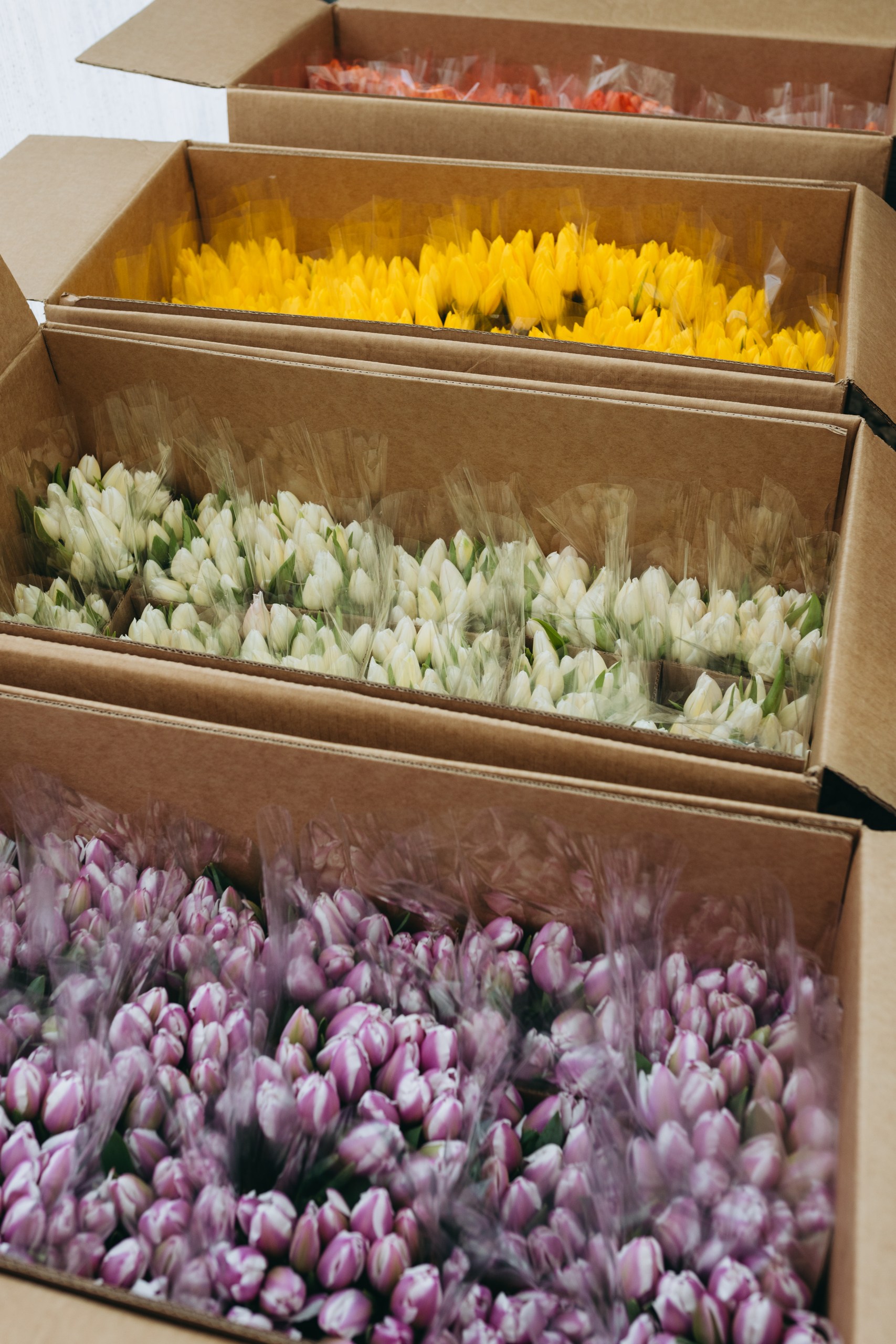 photo-tulips-web-my-tulip-ru (5)
